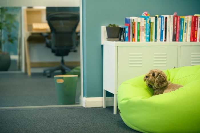 Cookie the dog on a bean bag in the Brightec office