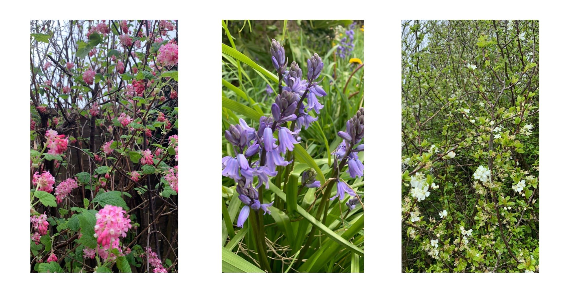 Photos of blossom and bluebells in spring